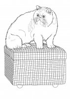 disegni/gatti/gatti_cats_ 18.jpg